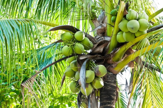 椰子树通过什么传播种子