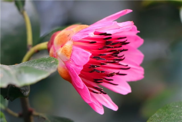 红花荷简介及生长习性