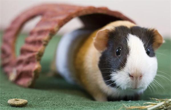 荷兰猪不喝水怎么办？