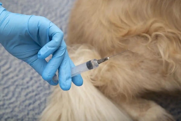 狗狗打疫苗的地方出现鼓包是什么情况?