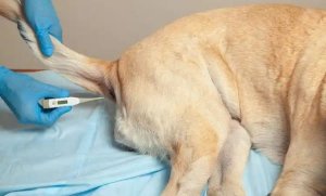 如何给狗狗测量体温？