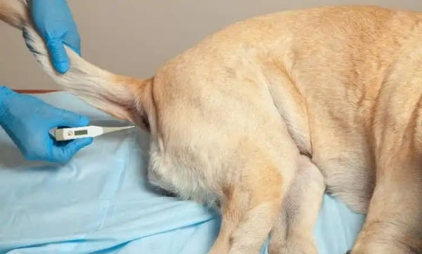 如何给狗狗测量体温?