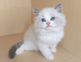 家里养狗后还能养什么宠物好