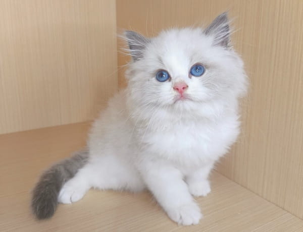 家里养狗后还能养什么宠物好