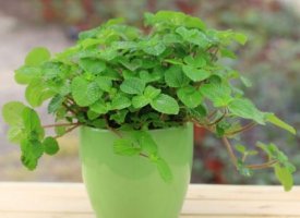 吸毒草的养护方法