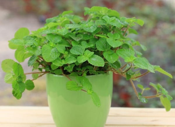 吸毒草的养护方法