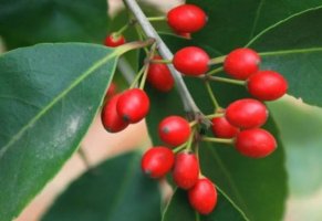 红果冬青可以水插多久