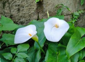 马蹄莲的花语是什么