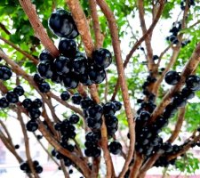 嘉宝果简介及生长习性