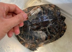 乌龟会蜕壳吗？乌龟为什么换壳？