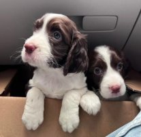 史宾格犬一般多少钱