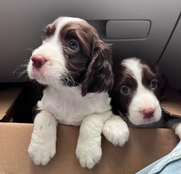 史宾格犬一般多少钱