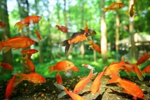 金鱼吃什么比较好？金鱼饮食习惯