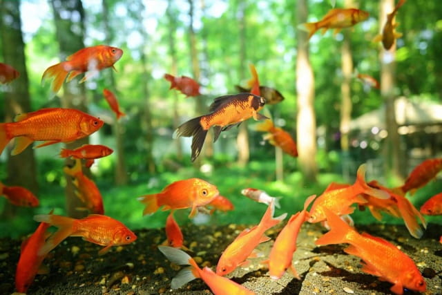 金鱼吃什么比较好?金鱼饮食习惯