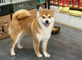 柴犬到底能活多久？原来它陪伴我们的时间竟这么短