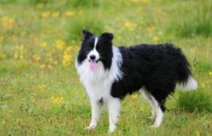 5种最聪明的犬种，你养过几种?