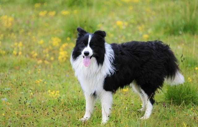 5种最聪明的犬种，你养过几种?