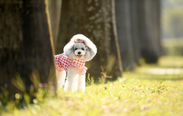 5种最聪明的犬种，你养过几种?