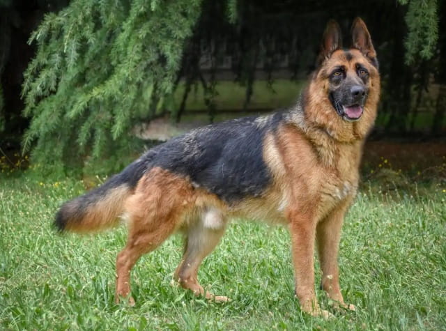 5种最聪明的犬种，你养过几种?