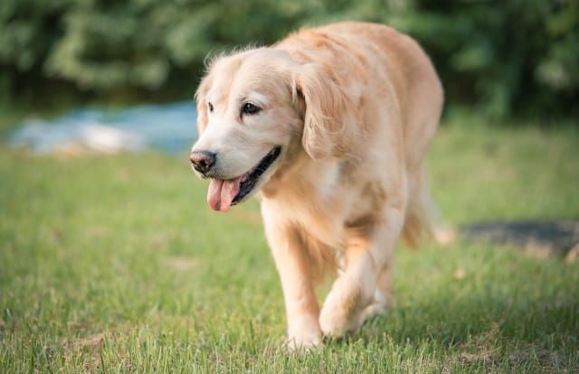 5种最聪明的犬种，你养过几种?