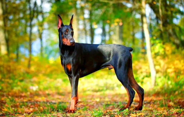 5种最聪明的犬种，你养过几种?