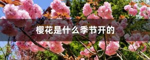 樱花是什么季节开的