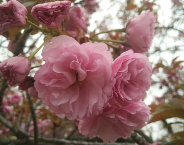 樱花是什么季节开的