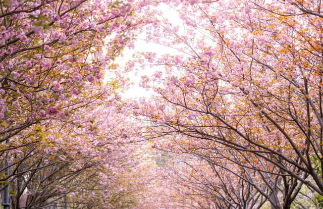 樱花的花语是什么