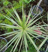 马尾铁简介及生长习性