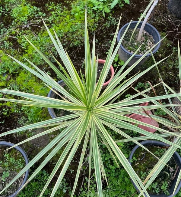马尾铁简介及生长习性