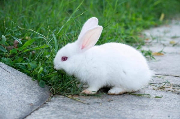 兔子吃什么