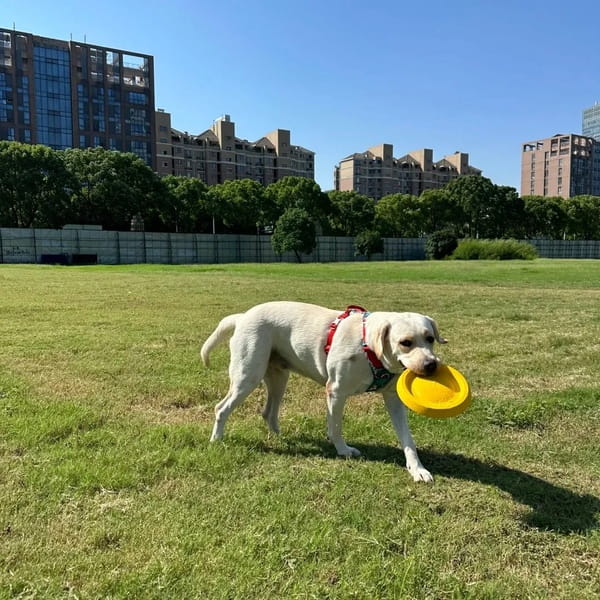 8种温顺不咬人的狗狗推荐，适合新手养