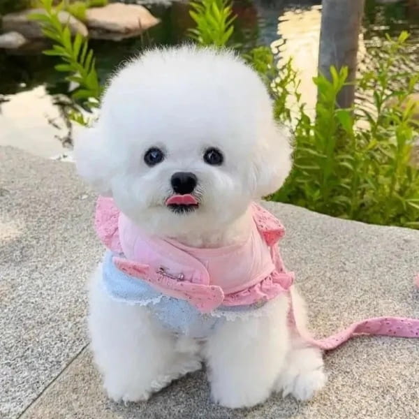 8种温顺不咬人的狗狗推荐，适合新手养