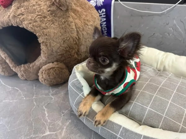 8种温顺不咬人的狗狗推荐，适合新手养