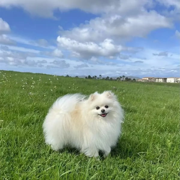 8种温顺不咬人的狗狗推荐，适合新手养