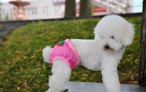 母狗来月经怎么办