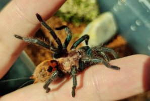 宠物蜘蛛怎么养 宠物蜘蛛的饲养方法