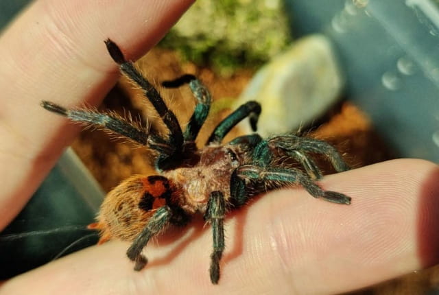 宠物蜘蛛怎么养 宠物蜘蛛的饲养方法