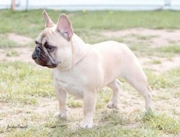 奶油色法斗为什么贵