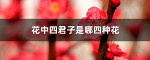 花中四君子指的是哪四种花