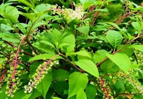 垂序商陆果实有毒吗