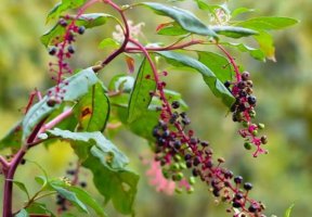 商陆的毒性有多大