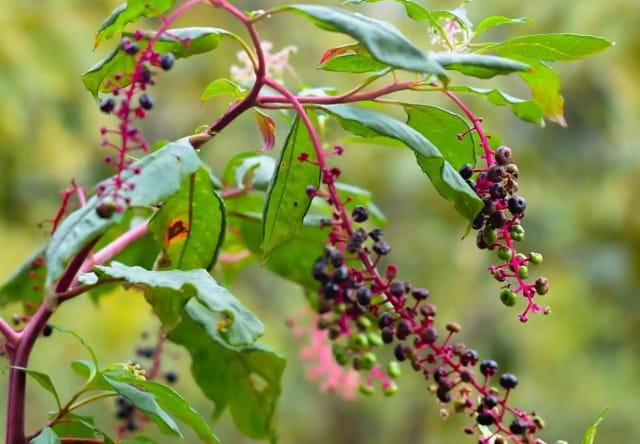 商陆的毒性有多大