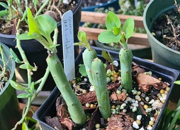 七宝树简介及生长习性