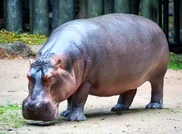 河马简介及生活习性
