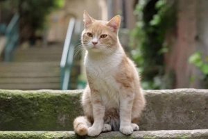 猫咪泪痕该怎么去除？