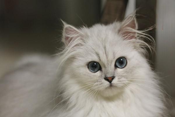 猫咪泪痕该怎么去除？