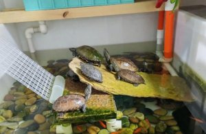 常见三大养龟误区揭秘