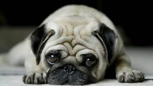 巴哥犬怎么养 八哥犬饲养方法