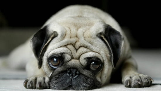 巴哥犬怎么养 八哥犬饲养方法